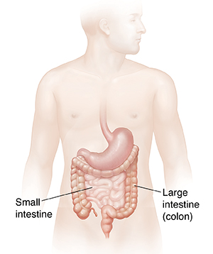 Male body showing large and small intestine.