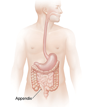 Male body showing digestive system.