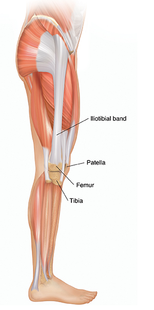 Side view of body showing muscles of leg and iliotibial band.