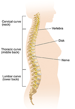 Side view of woman's body showing three curves of spine.
