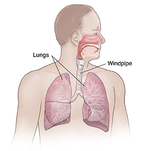 Front view of man showing respiratory system.