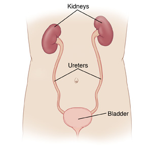 Front view of torso showing kidneys connected to bladder by ureters.