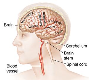 Side view of brain in head with blood vessels.