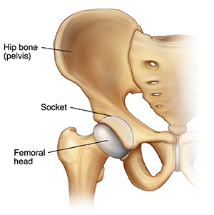 Front view of hip bone showing femoral head of thighbone fitting in hip socket.