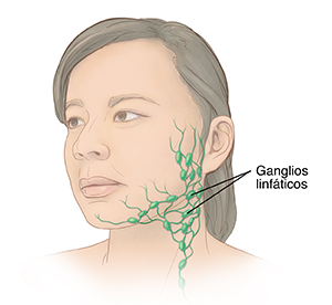 Vista de tres cuartos de la cabeza de una mujer que muestra ganglios linfáticos en el cuello.