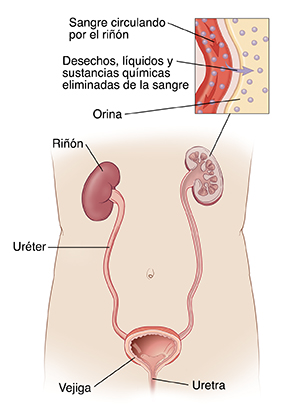 Vista frontal de la vejiga, la uretra y los riñones. En el recuadro, se muestra cómo se filtra la sangre en un riñón para eliminar los desechos.