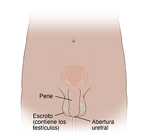 Vista frontal de los genitales masculinos donde se muestra el pene, el escroto y la abertura uretral.