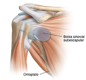 Vista frontal de la articulación del hombro con los músculos, donde se observa la bursa subescapular.