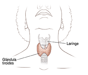 Vista delantera del cuello en la que puede verse la glándula tiroidea, la tráquea, el nervio laríngeo y la laringe.