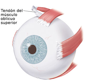 Vista de tres cuartos del ojo que muestra los músculos.