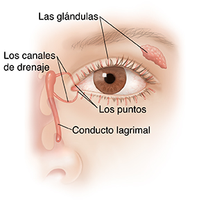 Vista frontal de un ojo donde puede verse la anatomía de drenaje y las glándulas lagrimales.