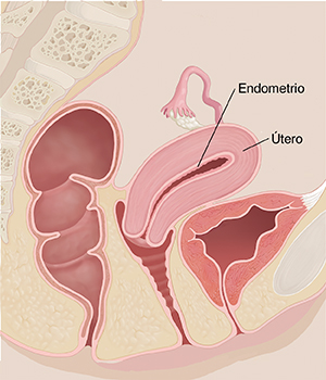 Vista lateral de la sección transversal de la pelvis de una mujer en la que pueden verse el útero y el endometrio.