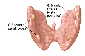 Vista posterior de la glándula tiroidea donde pueden verse las glándulas paratiroideas. 