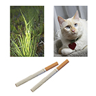 Cigarrillos, gato y plantas.