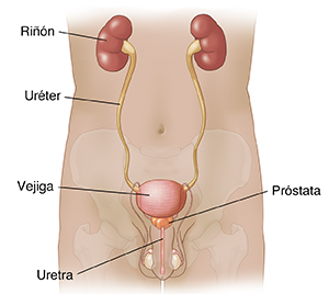Vista frontal de un contorno masculino donde pueden verse los sistemas urinario y reproductor.