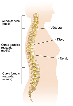Vista lateral del cuerpo de una mujer donde se observan tres curvaturas de la columna vertebral.