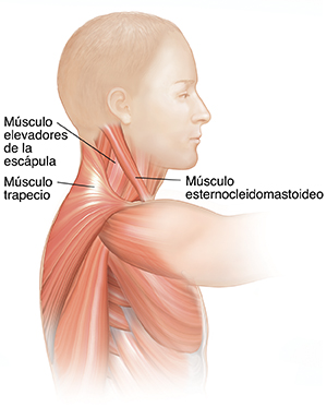 Vista lateral de un hombre en donde se ven los músculos del cuello.