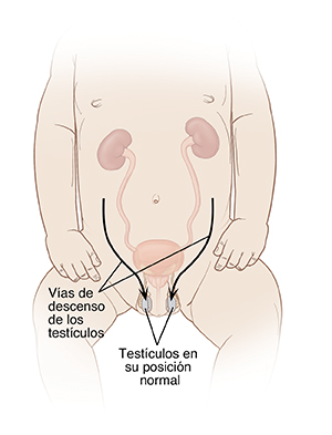 Vista frontal de un bebé donde pueden verse el sistema urinario y el recorrido de los testículos al descender.