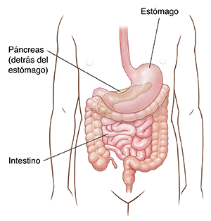 Contorno del abdomen de un niño donde se observan el estómago, el páncreas y el intestino.