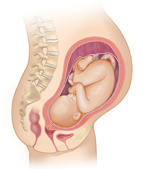 Vista lateral del cuerpo de una mujer donde se muestra el aparato reproductor y un feto de 8 meses.